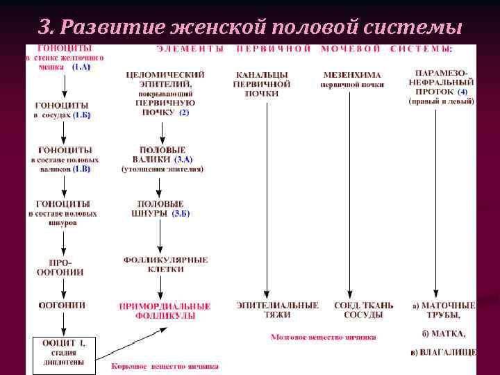 3. Развитие женской половой системы 