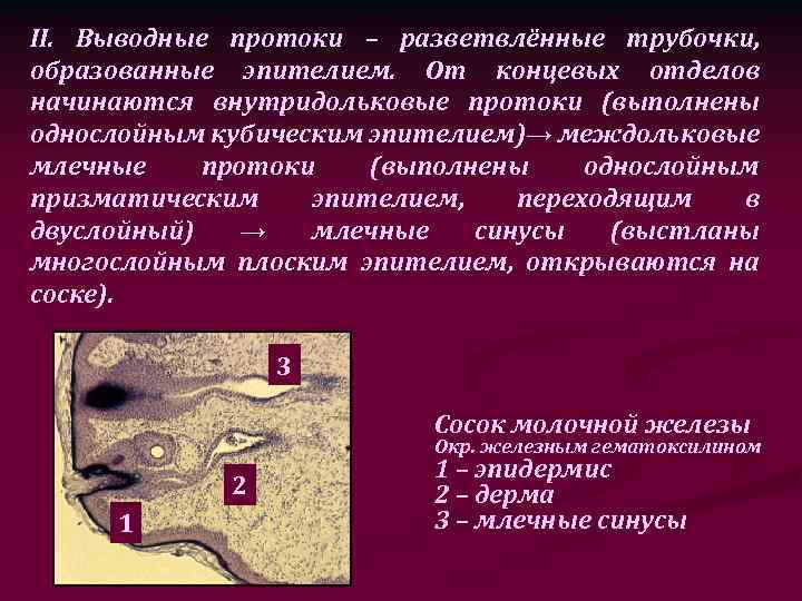 II. Выводные протоки – разветвлённые трубочки, образованные эпителием. От концевых отделов начинаются внутридольковые протоки