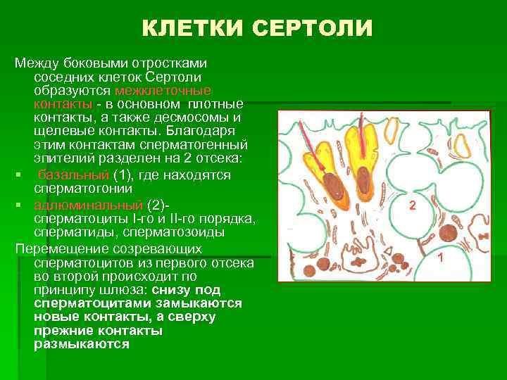 КЛЕТКИ СЕРТОЛИ Между боковыми отростками соседних клеток Сертоли образуются межклеточные контакты - в основном