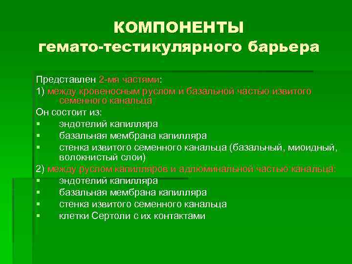 КОМПОНЕНТЫ гемато-тестикулярного барьера Представлен 2 -мя частями: 1) между кровеносным руслом и базальной частью