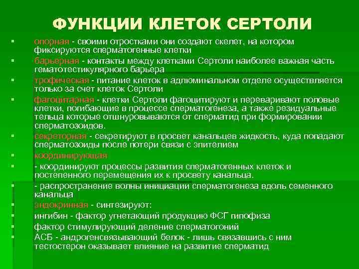 ФУНКЦИИ КЛЕТОК СЕРТОЛИ § § § опорная - своими отростками они создают скелет, на