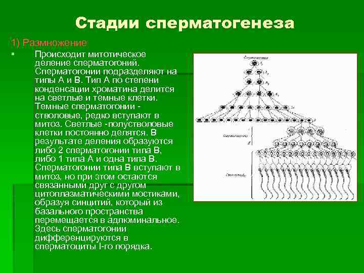 Стадии сперматогенеза 1) Размножение § Происходит митотическое деление сперматогоний. Сперматогонии подразделяют на типы А