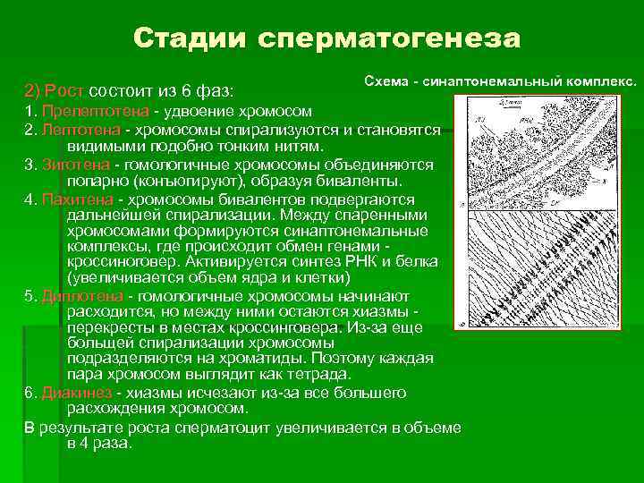 Стадии сперматогенеза 2) Рост состоит из 6 фаз: Схема - синаптонемальный комплекс. 1. Прелептотена