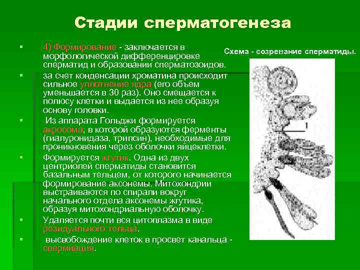 Стадии сперматогенеза § § § 4) Формирование - заключается в Схема - созревание сперматиды.
