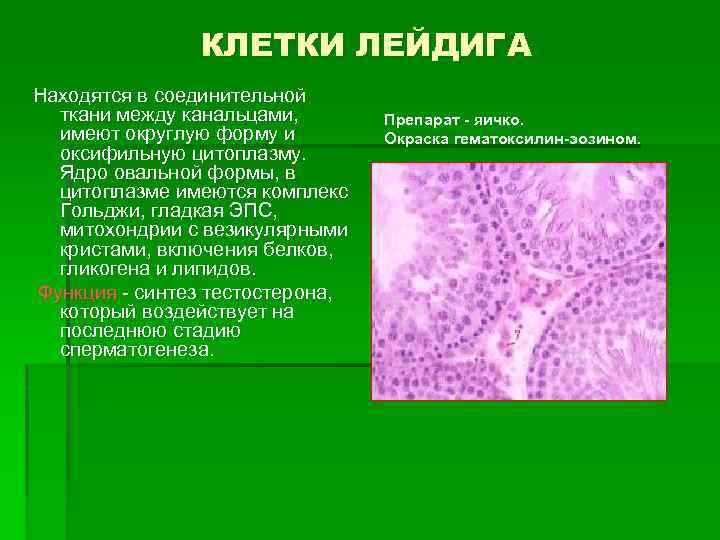 КЛЕТКИ ЛЕЙДИГА Находятся в соединительной ткани между канальцами, имеют округлую форму и оксифильную цитоплазму.