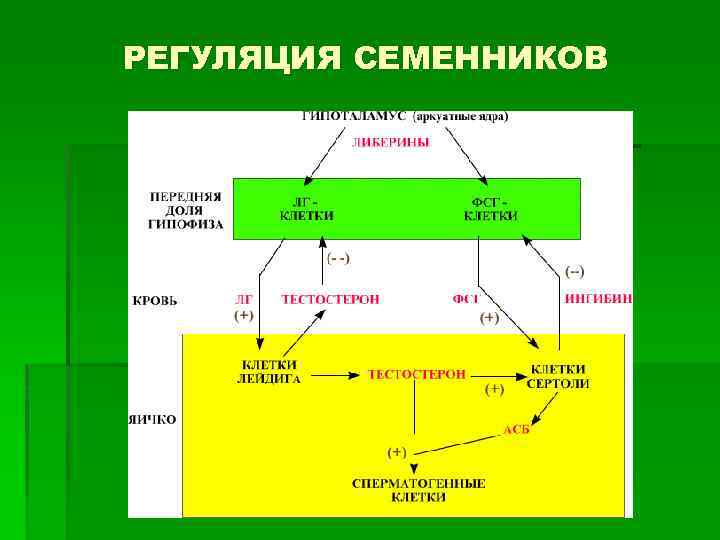 РЕГУЛЯЦИЯ СЕМЕННИКОВ 