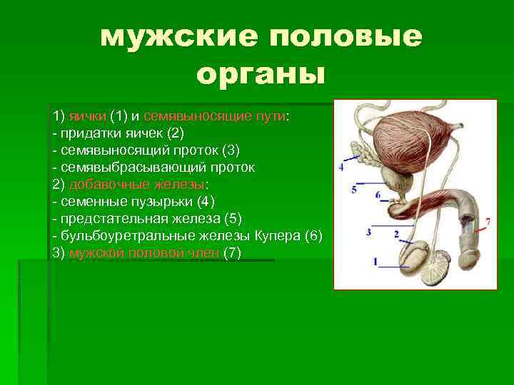 Семенной канал у мужчин где находится фото