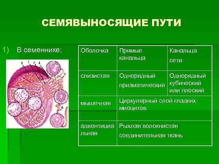 Стенка семявыносящих путей состоит из оболочек