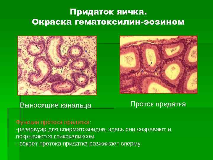 Мужские половые органы схема