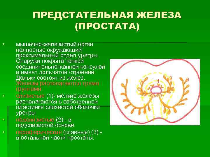 ПРЕДСТАТЕЛЬНАЯ ЖЕЛЕЗА (ПРОСТАТА) § § мышечно-железистый орган полностью окружающий проксимальный отдел уретры. Снаружи покрыта