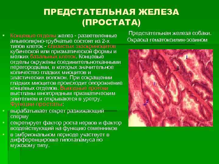 ПРЕДСТАТЕЛЬНАЯ ЖЕЛЕЗА (ПРОСТАТА) Предстательная железа собаки. § Концевые отделы желез - разветвленные Окраска гематоксилин-эозином