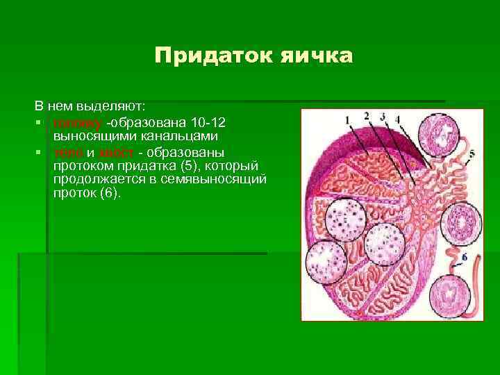 Придаток яичка В нем выделяют: § головку -образована 10 -12 выносящими канальцами § тело