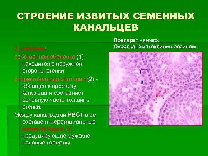 Первая оболочка