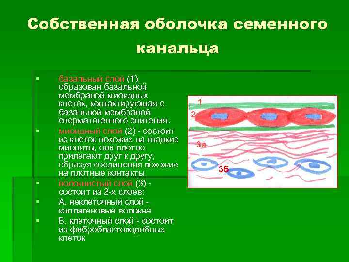Собственная оболочка семенного канальца § § § базальный слой (1) образован базальной мембраной миоидных