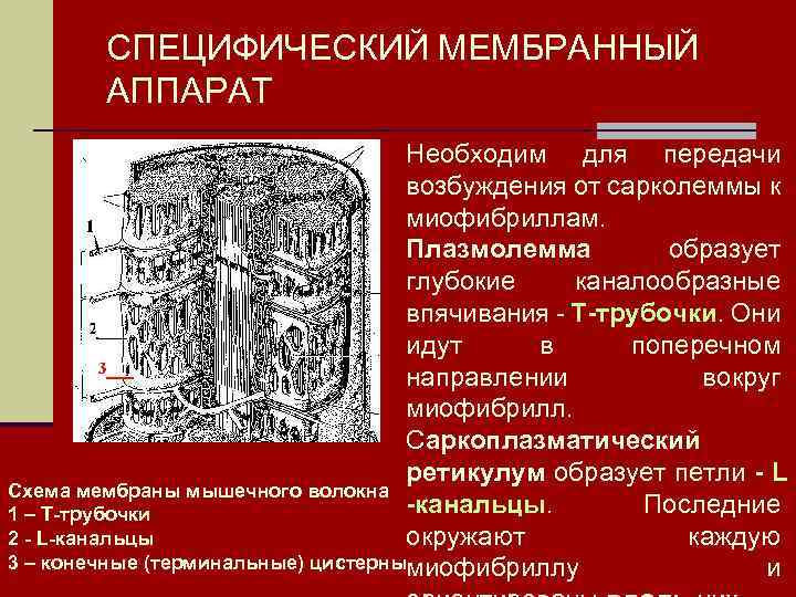 СПЕЦИФИЧЕСКИЙ МЕМБРАННЫЙ АППАРАТ Необходим для передачи возбуждения от сарколеммы к миофибриллам. Плазмолемма образует глубокие