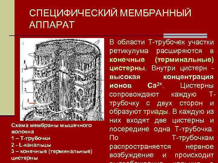 СПЕЦИФИЧЕСКИЙ МЕМБРАННЫЙ АППАРАТ Схема мембраны мышечного волокна 1 – Т-трубочки 2 - L-канальцы 3