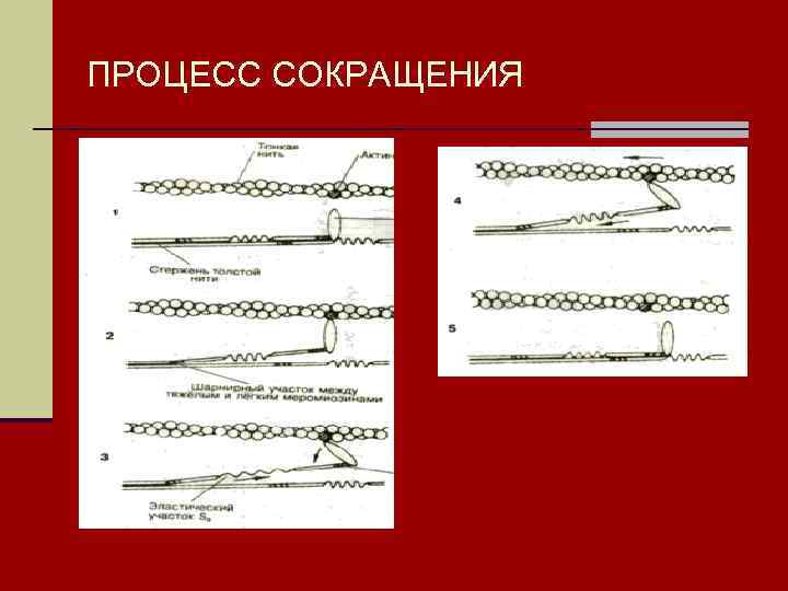 ПРОЦЕСС СОКРАЩЕНИЯ 