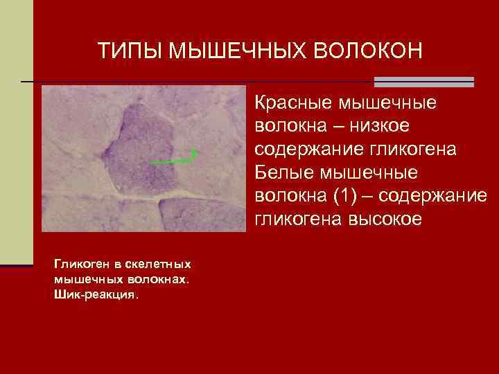 ТИПЫ МЫШЕЧНЫХ ВОЛОКОН Красные мышечные волокна – низкое содержание гликогена Белые мышечные волокна (1)