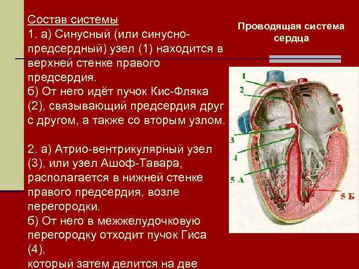 Синусно предсердный узел находится