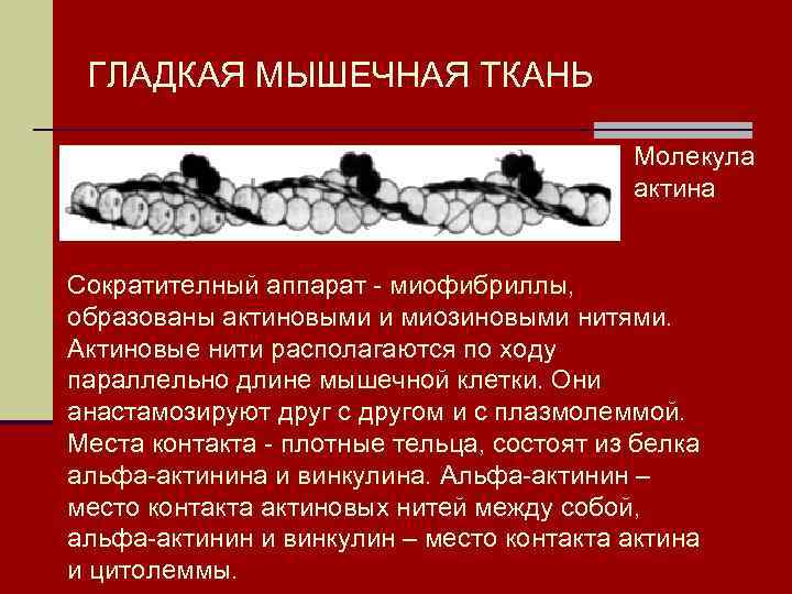 ГЛАДКАЯ МЫШЕЧНАЯ ТКАНЬ Молекула актина Сократителный аппарат - миофибриллы, образованы актиновыми и миозиновыми нитями.