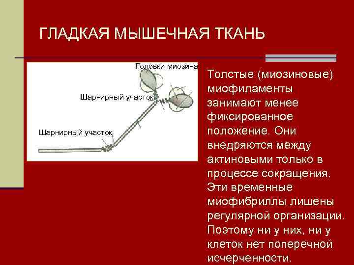 ГЛАДКАЯ МЫШЕЧНАЯ ТКАНЬ Головки миозина Шарнирный участок Толстые (миозиновые) миофиламенты занимают менее фиксированное положение.