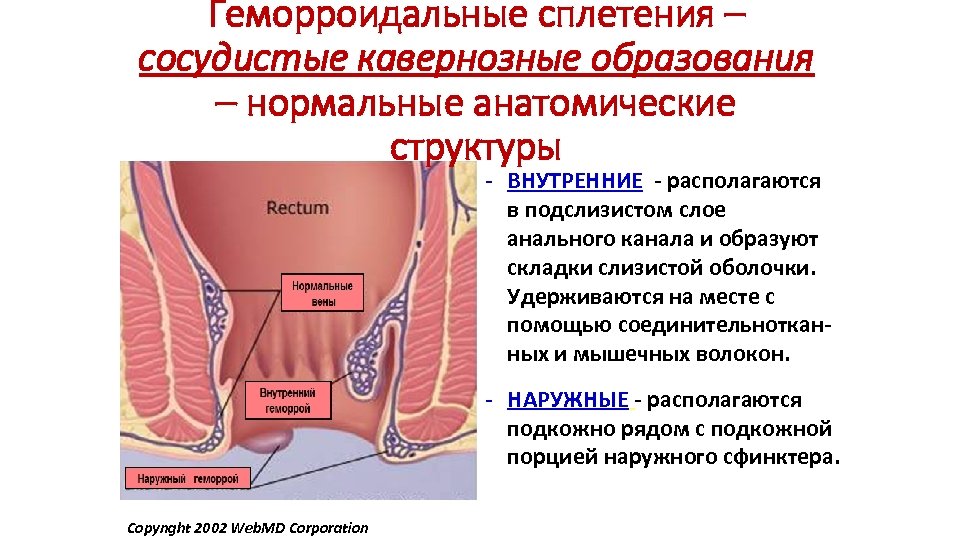 Геморроидальные сплетения – сосудистые кавернозные образования – нормальные анатомические структуры - ВНУТРЕННИЕ - располагаются