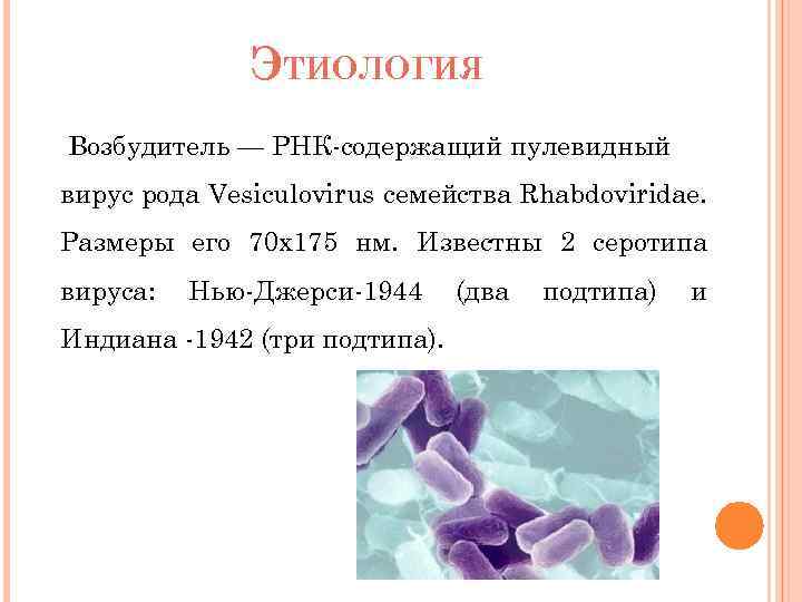 ЭТИОЛОГИЯ Возбудитель — РНК-содержащий пулевидный вирус рода Vesiculovirus семейства Rhabdoviridae. Размеры его 70 х175