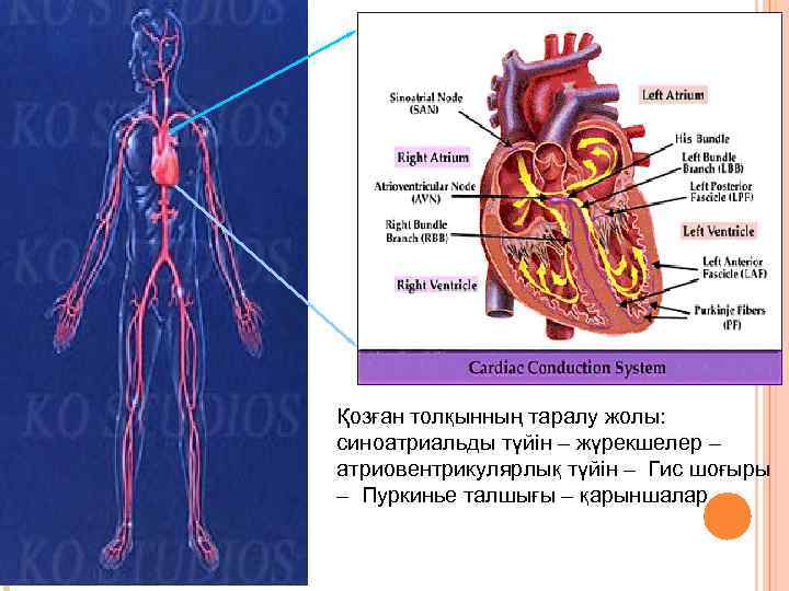 Қозған толқынның таралу жолы: синоатриальды түйін – жүрекшелер – атриовентрикулярлық түйін – Гис шоғыры