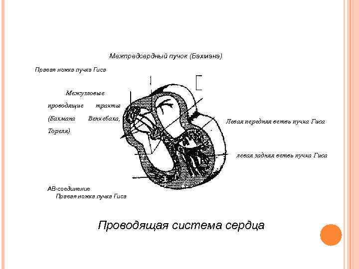 Межпредсердный пучок (Бахмана) Правая ножка пучка Гиса Межузловые проводящие (Бахмана тракты Венкебаха, Левая передняя