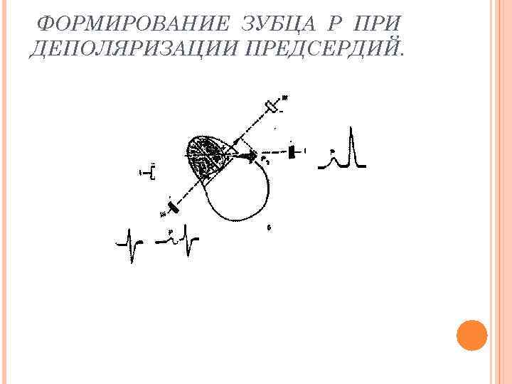 ФОРМИРОВАНИЕ ЗУБЦА Р ПРИ ДЕПОЛЯРИЗАЦИИ ПРЕДСЕРДИЙ. 