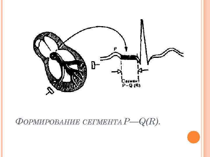 ФОРМИРОВАНИЕ СЕГМЕНТА Р—Q(R). 