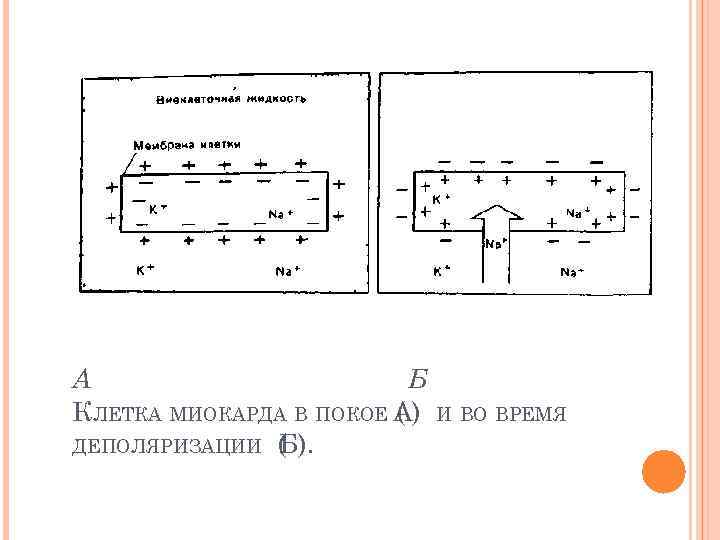 А Б КЛЕТКА МИОКАРДА В ПОКОЕ А) ( ДЕПОЛЯРИЗАЦИИ ( ). Б И ВО