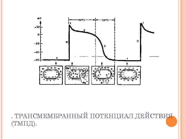 . ТРАНСМЕМБРАННЫЙ ПОТЕНЦИАЛ ДЕЙСТВИЯ (ТМПД). 