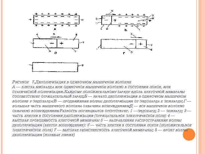 РИСУНОК 7. ДЕПОЛЯРИЗАЦИЯ В ОДИНОЧНОМ МЫШЕЧНОМ ВОЛОКНЕ А — КЛЕТКА МИОКАРДА ИЛИ ОДИНОЧНОЕ МЫШЕЧНОЕ