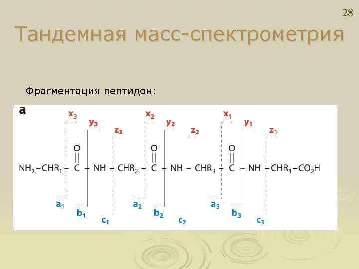 28 Тандемная масс-спектрометрия Фрагментация пептидов: 