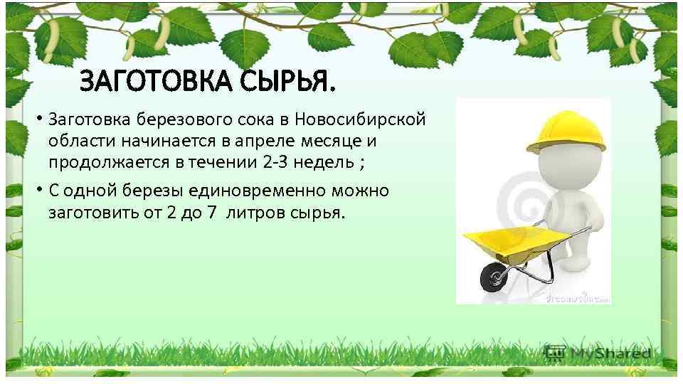 ЗАГОТОВКА СЫРЬЯ. • Заготовка березового сока в Новосибирской области начинается в апреле месяце и