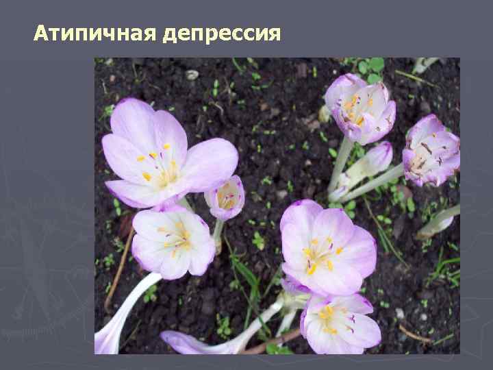 Атипичная депрессия 