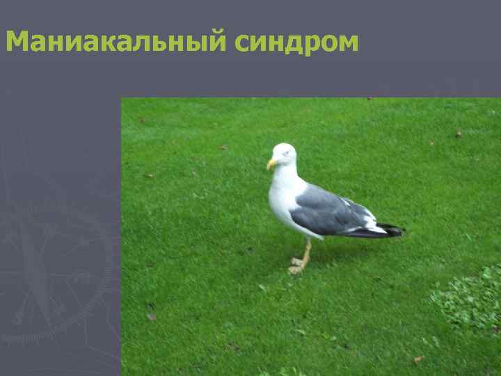 Маниакальный синдром 