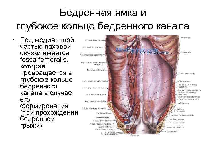 Бедренная ямка и глубокое кольцо бедренного канала • Под медиальной частью паховой связки имеется