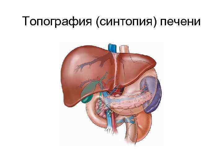 Топография (синтопия) печени 