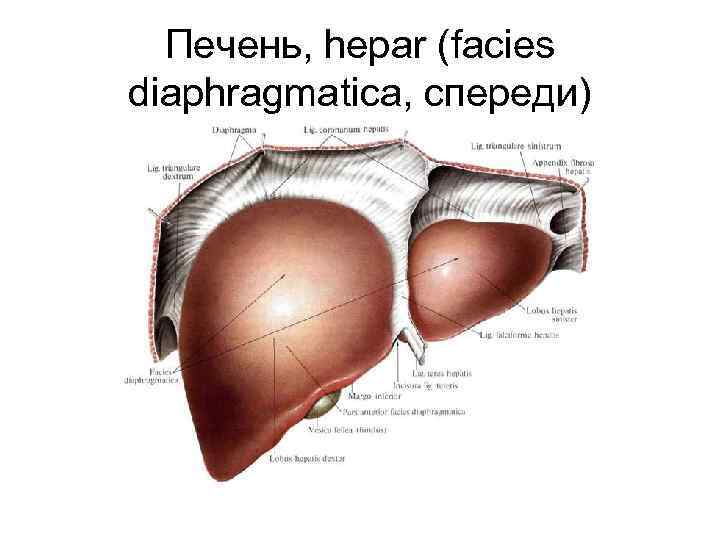 Печень, hepar (facies diaphragmatica, спереди) 