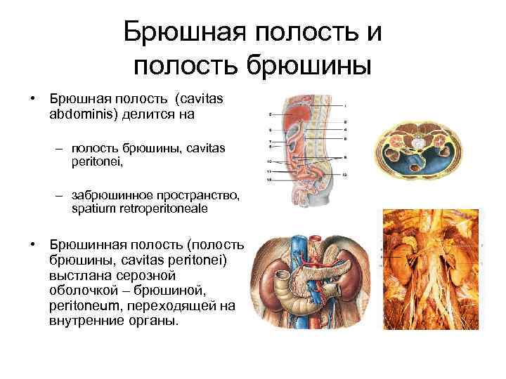 Брюшная полость и полость брюшины • Брюшная полость (cavitas abdominis) делится на – полость