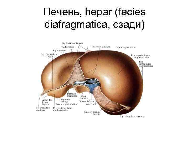 Печень, hepar (facies diafragmatica, сзади) 