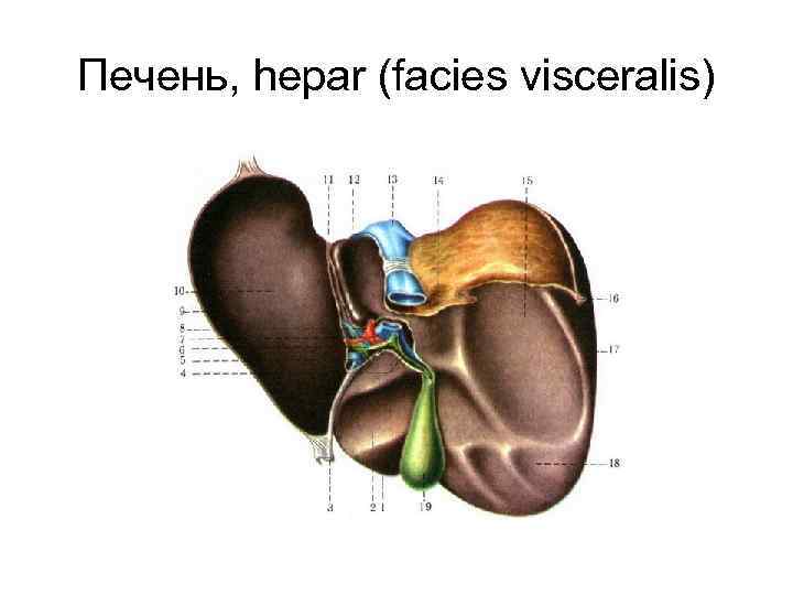 Печень, hepar (facies visceralis) 