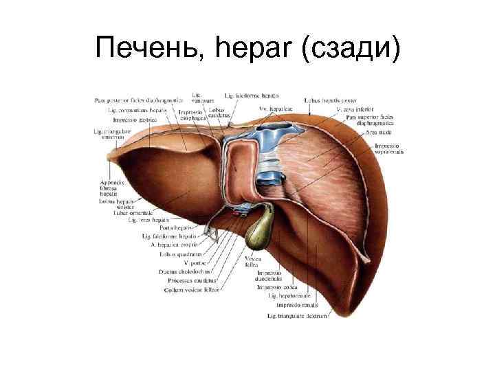 Печень, hepar (сзади) 