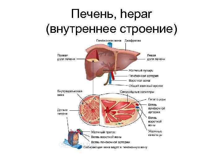 Печень, hepar (внутреннее строение) 