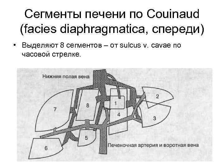 Сегменты печени по Couinaud (facies diaphragmatica, спереди) • Выделяют 8 сегментов – от sulcus