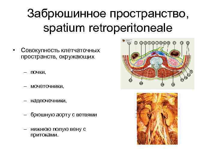 Фасции забрюшинного пространства схема