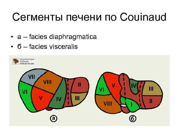 Сегменты печени на узи фото