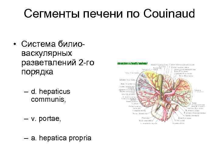Сегменты печени по Couinaud • Система билиоваскулярных разветвлений 2 -го порядка – d. hepaticus